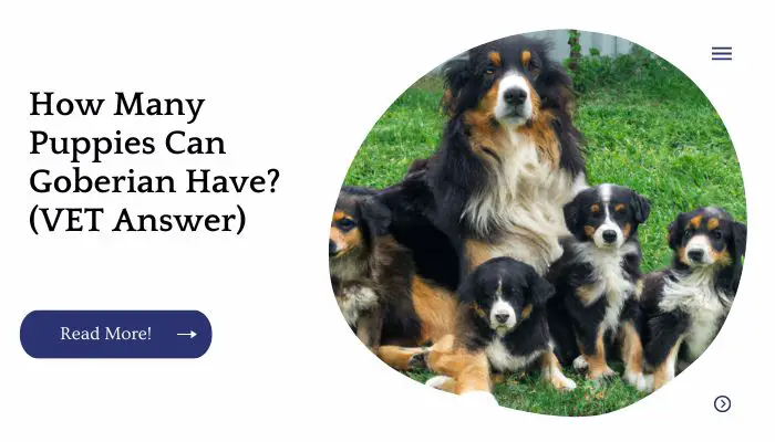 How Many Puppies Can Goberian Have? (VET Answer)