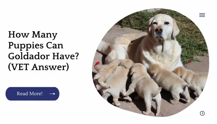 How Many Puppies Can Goldador Have? (VET Answer)