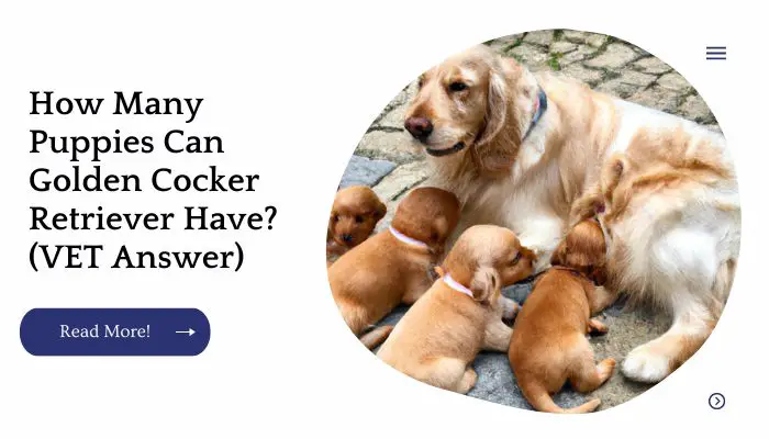 How Many Puppies Can Golden Cocker Retriever Have? (VET Answer)