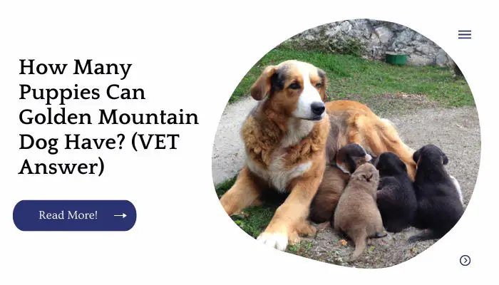 How Many Puppies Can Golden Mountain Dog Have? (VET Answer)