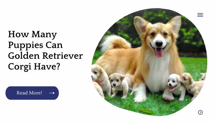 How Many Puppies Can Golden Retriever Corgi Have?
