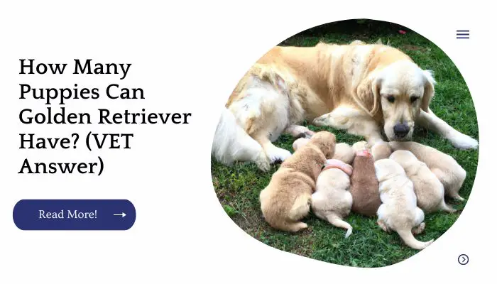 How Many Puppies Can Golden Retriever Have? (VET Answer)