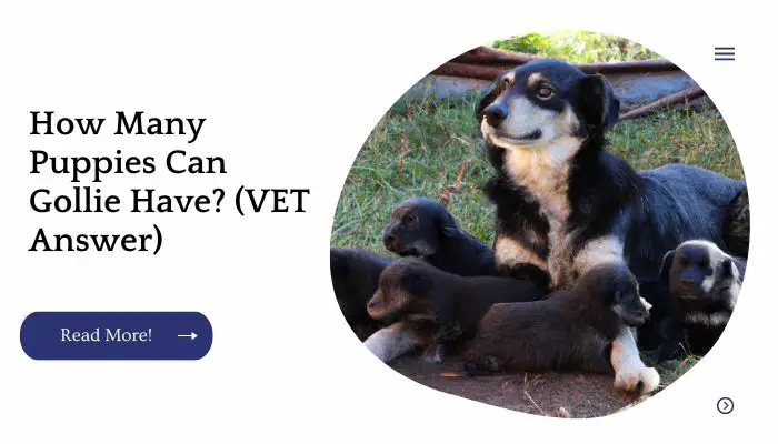 How Many Puppies Can Gollie Have? (VET Answer)