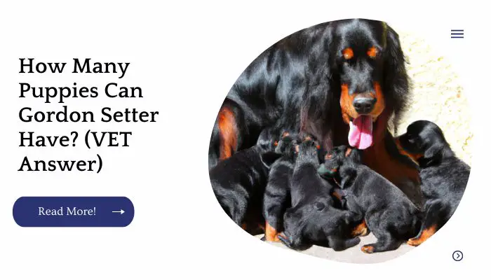 How Many Puppies Can Gordon Setter Have? (VET Answer)