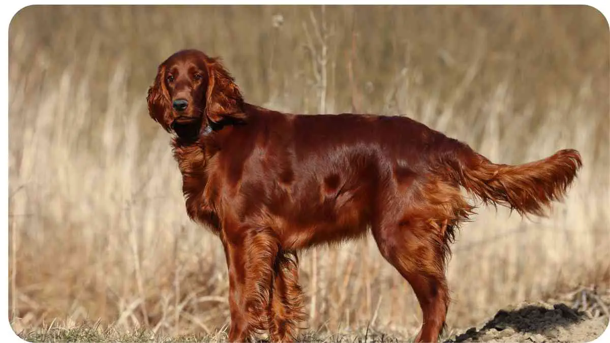 A Comprehensive Guide to Irish Setter Litters and Care