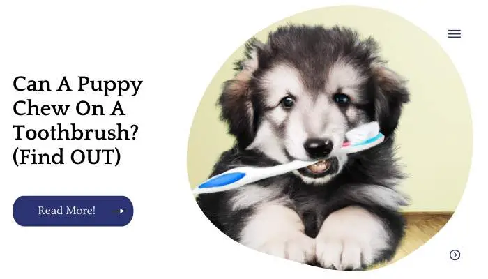 Can A Puppy Chew On A Toothbrush? (Find OUT)