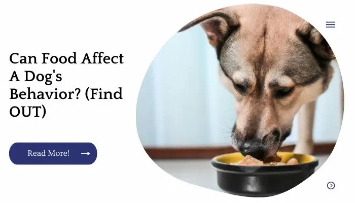 Can Food Affect A Dog's Behavior? (Find OUT)