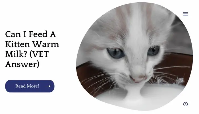 Can I Feed A Kitten Warm Milk? (VET Answer)