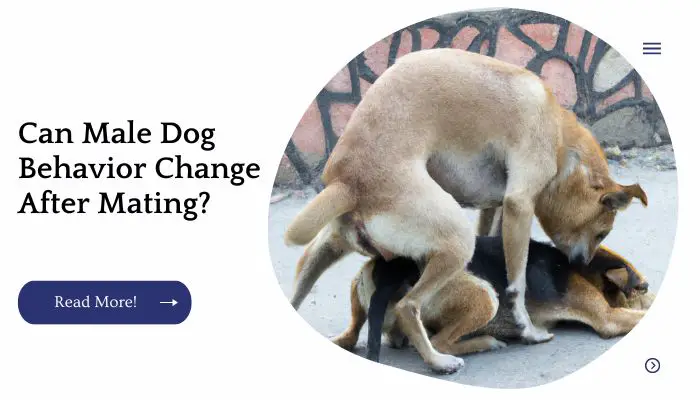 Can Male Dog Behavior Change After Mating?