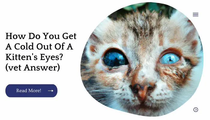 How Do You Get A Cold Out Of A Kitten's Eyes? (vet Answer)