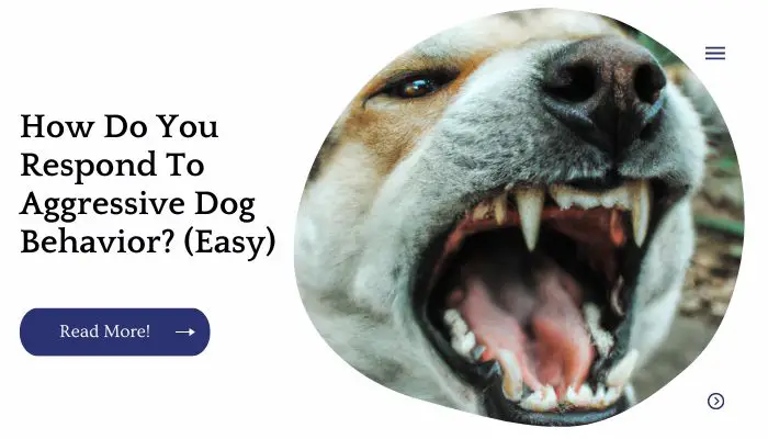 How Do You Respond To Aggressive Dog Behavior? (Easy)