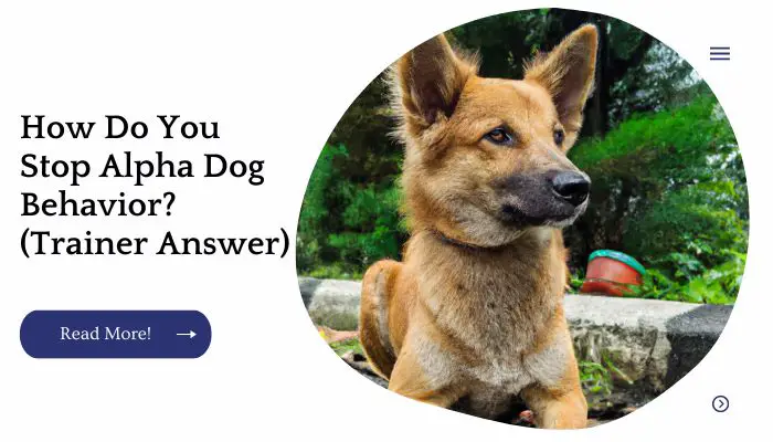 How Do You Stop Alpha Dog Behavior? (Trainer Answer)