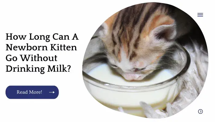 How Long Can A Newborn Kitten Go Without Drinking Milk?