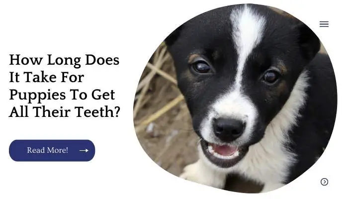 How Long Does It Take For Puppies To Get All Their Teeth?