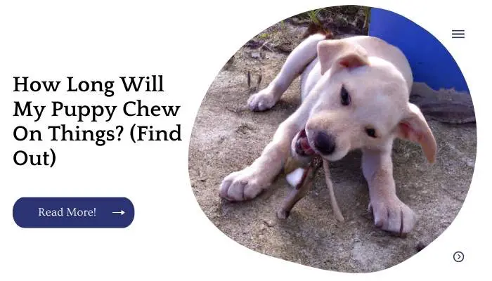 How Long Will My Puppy Chew On Things? (Find Out)
