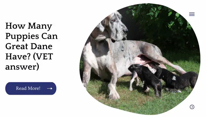 How Many Puppies Can Great Dane Have? (VET answer)