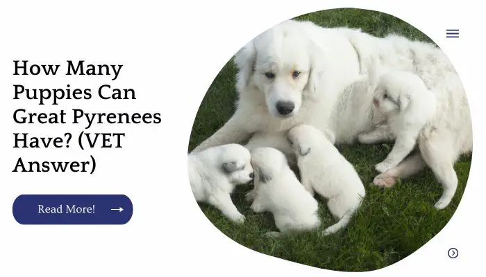 How Many Puppies Can Great Pyrenees Have? (VET Answer)