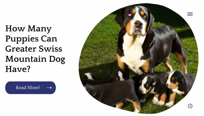 How Many Puppies Can Greater Swiss Mountain Dog Have? 
