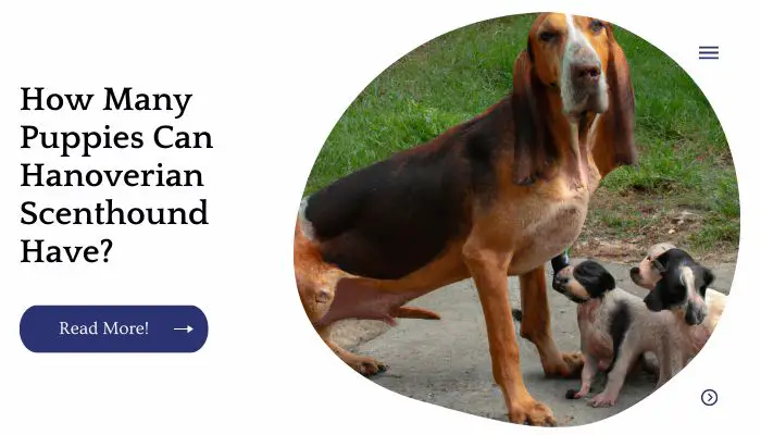 How Many Puppies Can Hanoverian Scenthound Have?