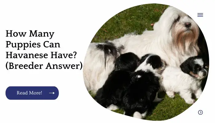 How Many Puppies Can Havanese Have? (Breeder Answer)