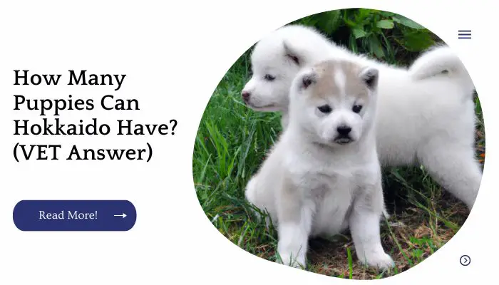 How Many Puppies Can Hokkaido Have? (VET Answer)
