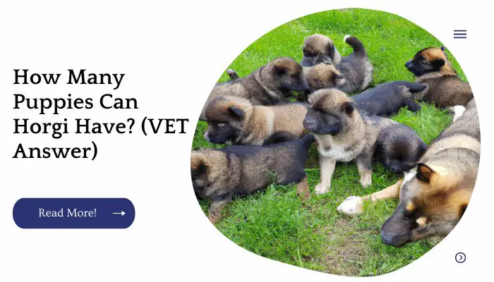 How Many Puppies Can Horgi Have? (VET Answer)