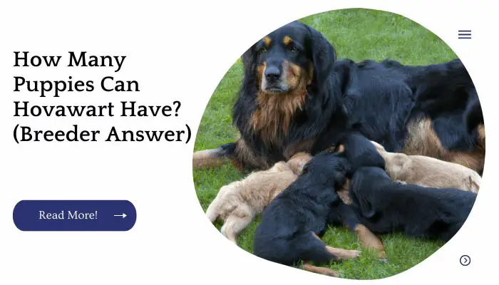 How Many Puppies Can Hovawart Have? (Breeder Answer)