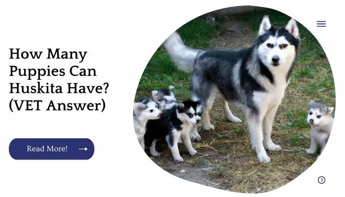 How Many Puppies Can Huskita Have? (VET Answer)
