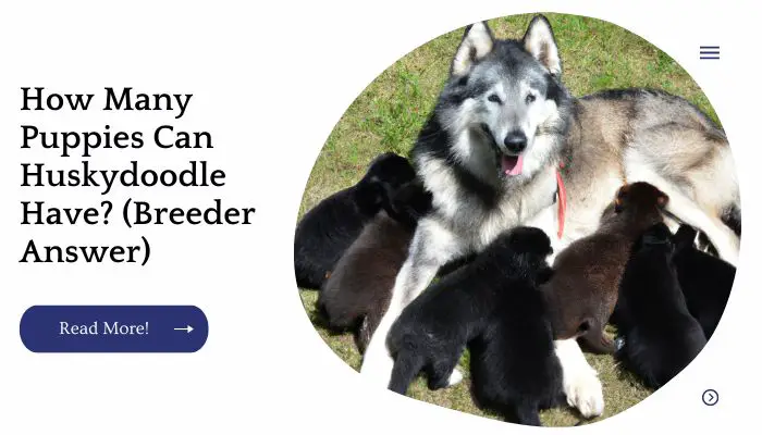 How Many Puppies Can Huskydoodle Have? (Breeder Answer)