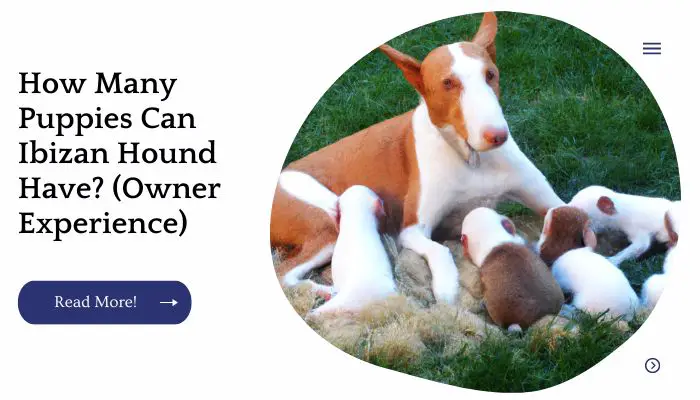 How Many Puppies Can Ibizan Hound Have? (Owner Experience)