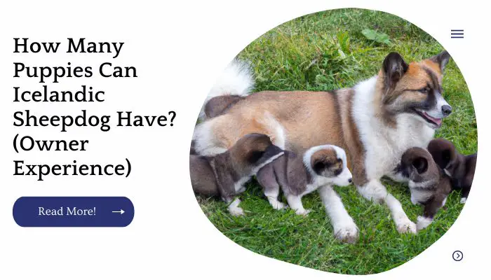 How Many Puppies Can Icelandic Sheepdog Have? (Owner Experience)