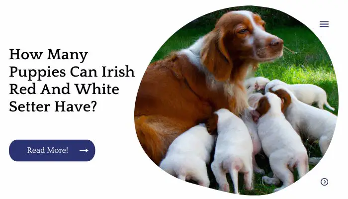How Many Puppies Can Irish Red And White Setter Have?