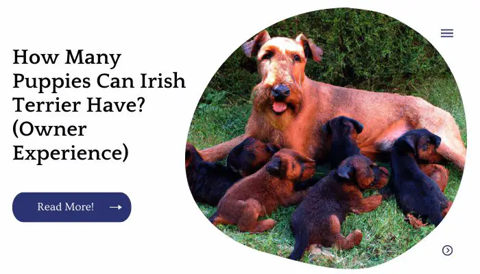 How Many Puppies Can Irish Terrier Have? (Owner Experience)