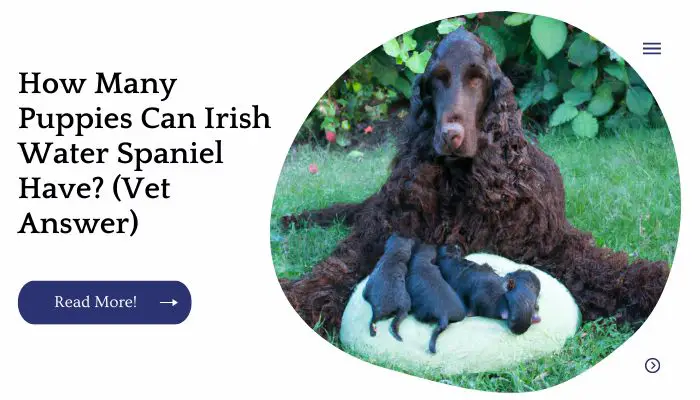 How Many Puppies Can Irish Water Spaniel Have? (Vet Answer)