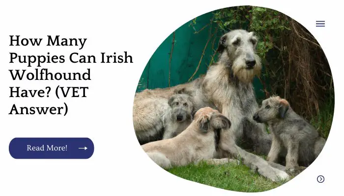 How Many Puppies Can Irish Wolfhound Have? (VET Answer)