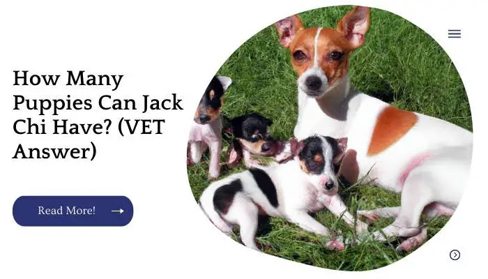 How Many Puppies Can Jack Chi Have? (VET Answer)