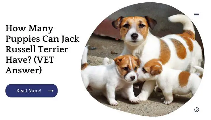 How Many Puppies Can Jack Russell Terrier Have? (VET Answer)