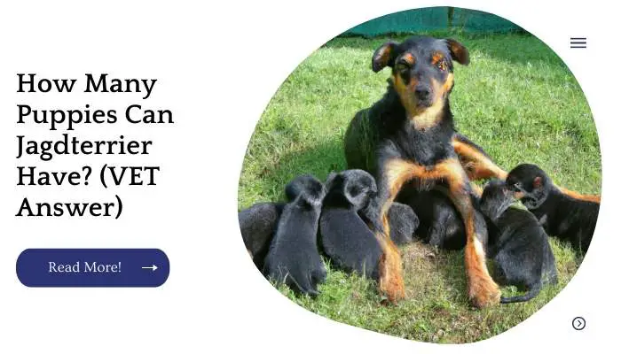How Many Puppies Can Jagdterrier Have? (VET Answer)