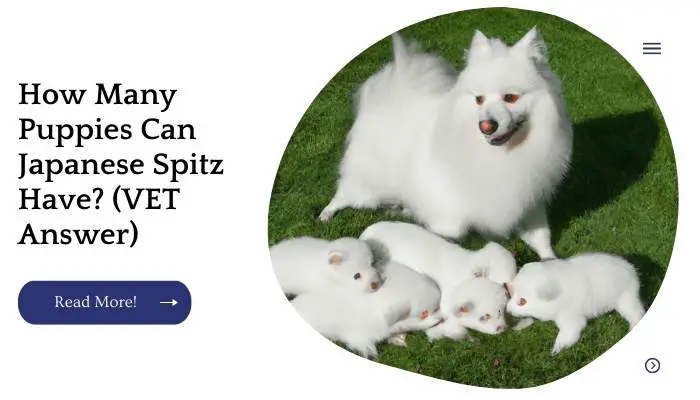How Many Puppies Can Japanese Spitz Have? (VET Answer)