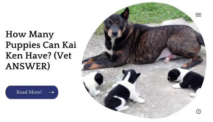 How Many Puppies Can Kai Ken Have? (Vet ANSWER)