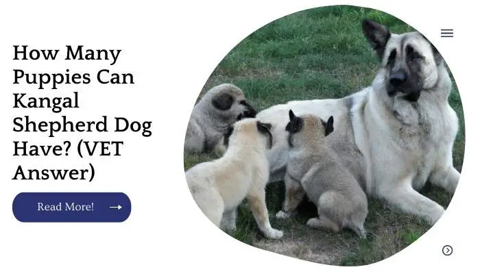 How Many Puppies Can Kangal Shepherd Dog Have? (VET Answer)