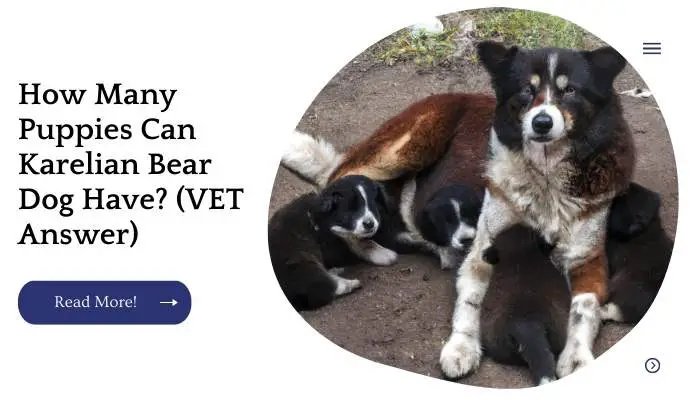 How Many Puppies Can Karelian Bear Dog Have? (VET Answer)