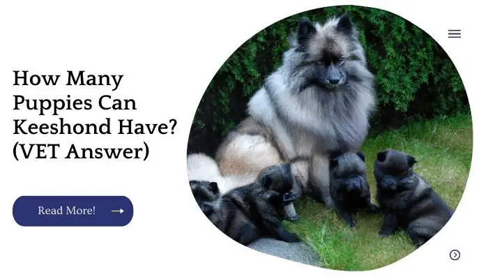 How Many Puppies Can Keeshond Have? (VET Answer)