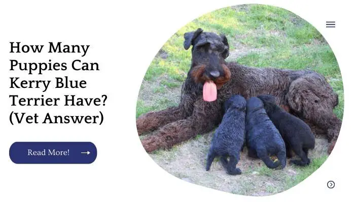 How Many Puppies Can Kerry Blue Terrier Have? (Vet Answer)