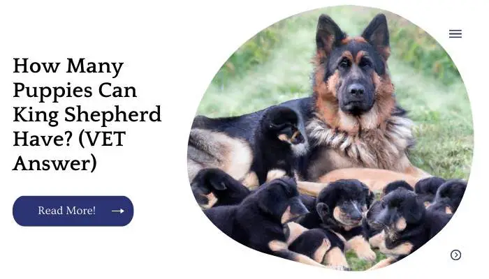 How Many Puppies Can King Shepherd Have? (VET Answer)