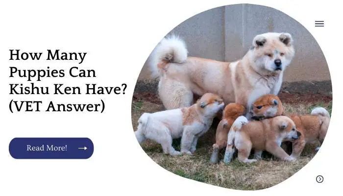 How Many Puppies Can  Kishu Ken Have? (VET Answer)