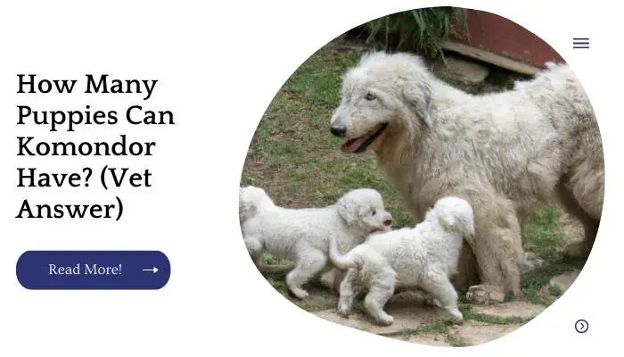 How Many Puppies Can Komondor Have? (Vet Answer)