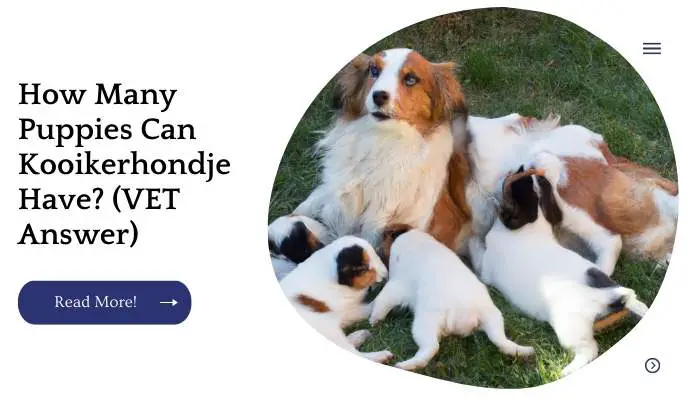 How Many Puppies Can Kooikerhondje Have? (VET Answer)