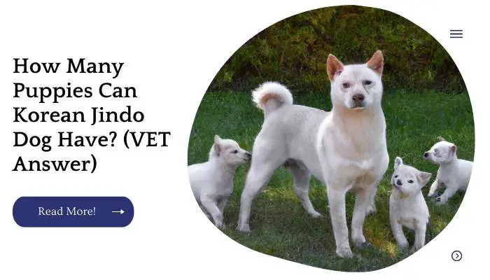How Many Puppies Can Korean Jindo Dog Have? (VET Answer)