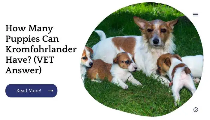 How Many Puppies Can Kromfohrlander Have? (VET Answer)